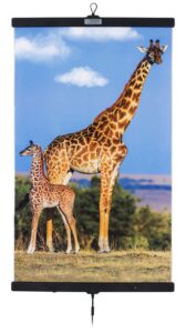 Giraffes 500x893