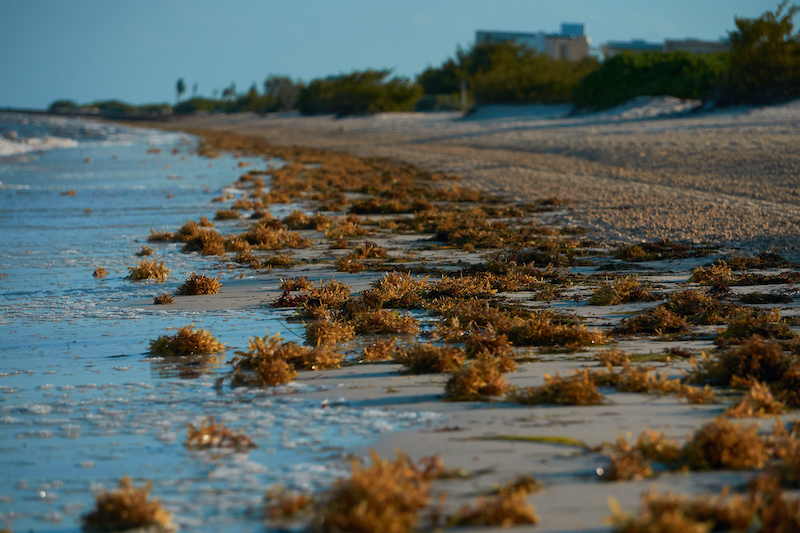 Sargasso On The Beach