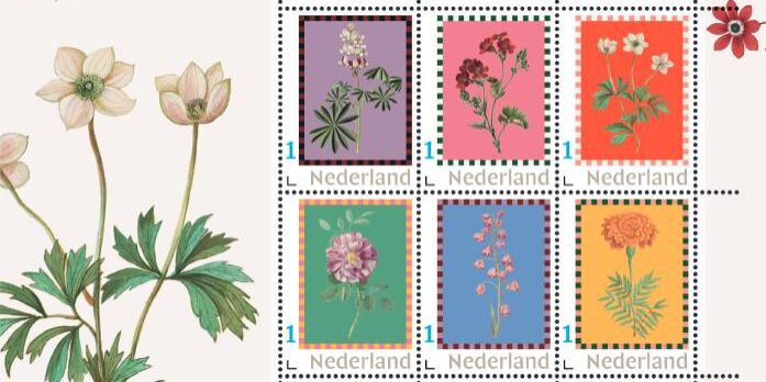 Bloemengroet Postzegels N Tcm10 233003
