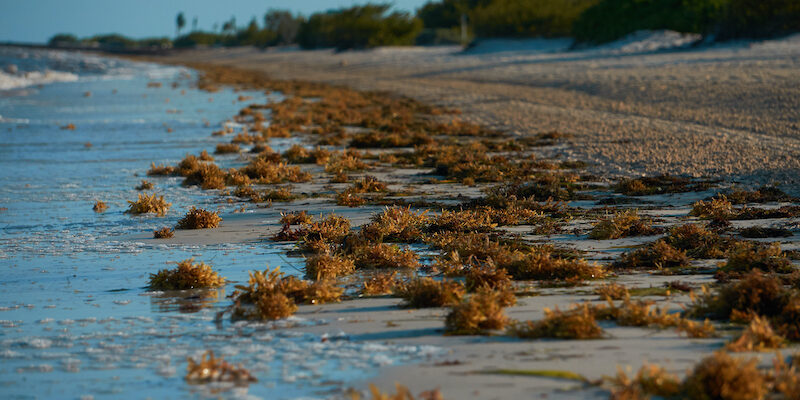 Sargasso On The Beach